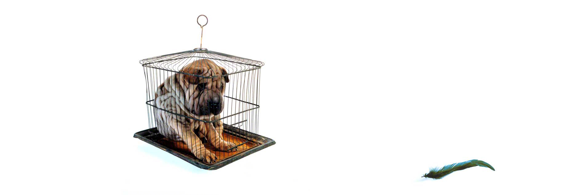 Caged Dog with Feather